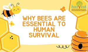 Bee Conservation & Sustainability Best CBSE schools in Bangalore Best schools in Electronic City Good CBSE schools in Sarjapur Road Bangalore Environmental education in schools